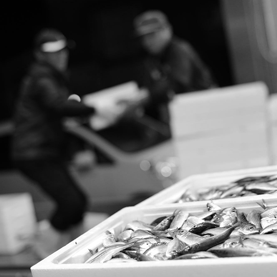 鮮魚課（仲買・仲卸）